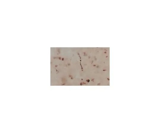 62-8449-89 Anti-Nitric Oxide Synthase II; 50 μL AB5384