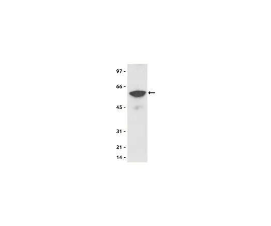 62-8392-40 Anti-Myc Tag, clone 4A6, agarose conjugate; 100 μg 16-219