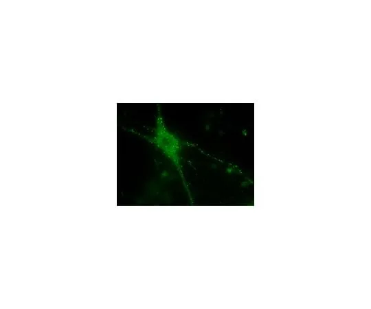 62-8394-63 LentiBrite(TM) PSD95-TagGFP LentiviralBiosensor 17-10227
