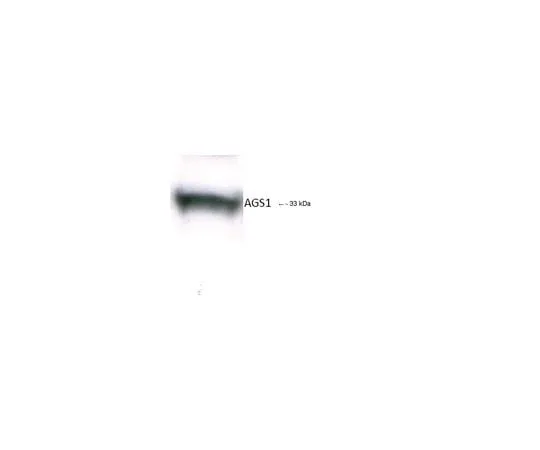 62-8455-83 Anti-Dexras1; 100 μL AB15794