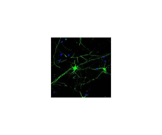 62-8455-77 Anti-Beta III Tubulin, Alexa Fluor(R) 488 Conjugate; 100 μL AB15708A4