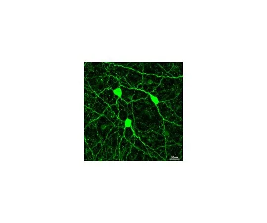 62-8465-65 Anti-Vesicular Nucleotide Transporter (VNUT) ABN83