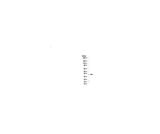 62-8464-20 Anti-Borealin ABE1961