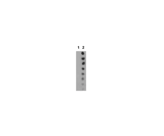 62-8387-43 Anti-acetyl STAT5B (Lys701); 100 μg 07-1352
