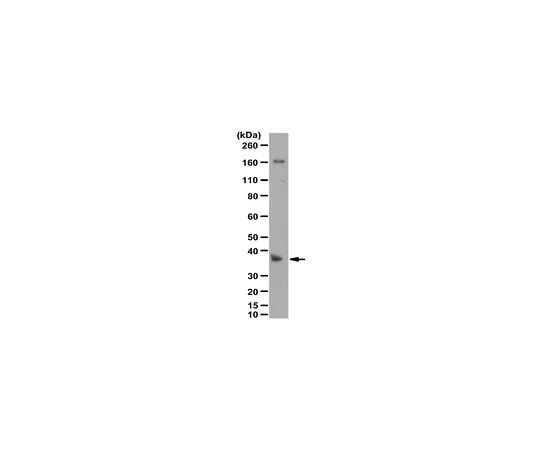 62-8466-31 Anti-POU6F1 ABN261