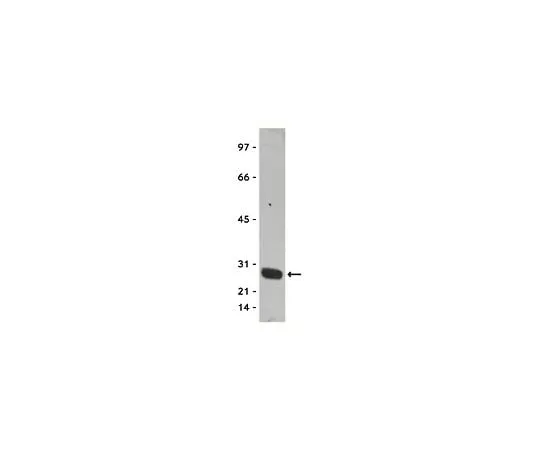 62-8392-35 Anti-GST Tag, clone DG122-2A7, HRP conjugate; 100 μL 16-209