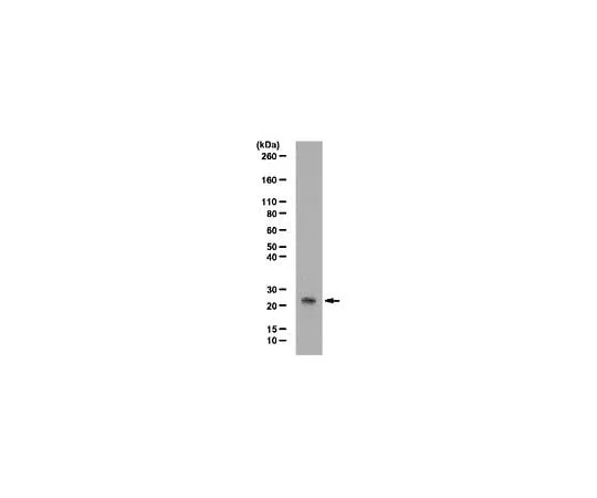 62-8390-21 Anti-BAF (BANF1); 100 μL 09-893