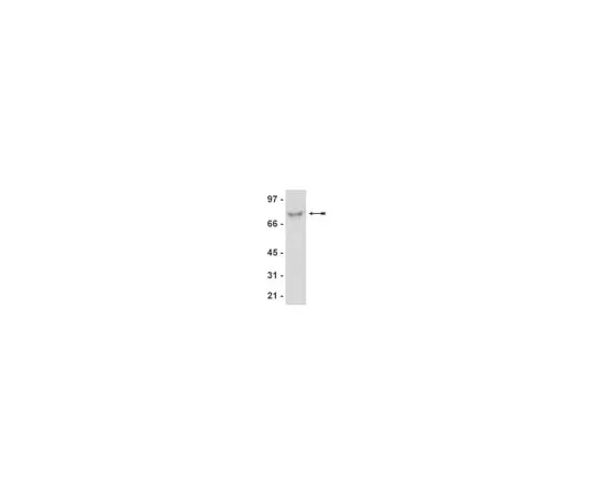 62-8373-79 Anti-ORC2, clone 3G6; 50 μL 05-936