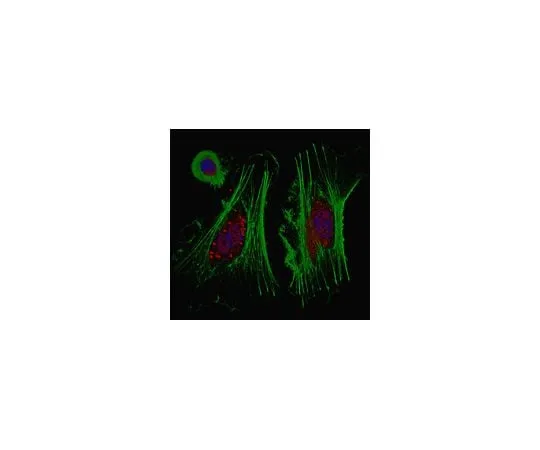 62-8464-29 Anti-TERT Antibody ABE2075