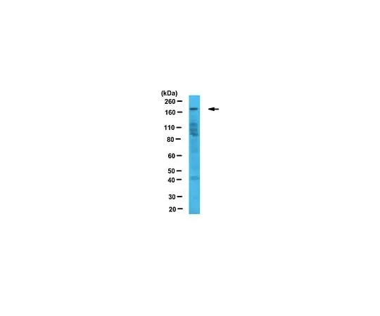 62-8463-19 Anti-JARID1C ABE1082