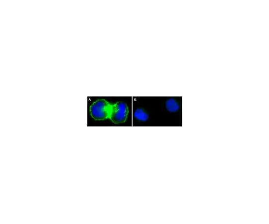 62-8392-60 Anti-EGFR, neutralizing, clone LA1, Alexa Fluor(R) 488 conjugate; 125 μg 16-246
