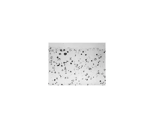 62-8449-63 Anti-Amyloid, beta 37-42, abeta; 100 μL AB5306