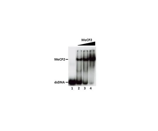 62-8391-94 Human Recombinant MeCP2, 10 ug 14-1067