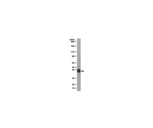 62-8371-42 Anti-LacI Antibody, clone 9A5 05-503-I