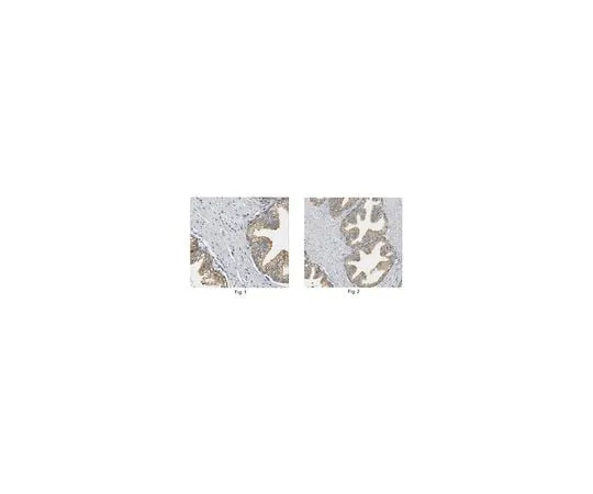 62-8464-52 Anti-TSLP ABF113