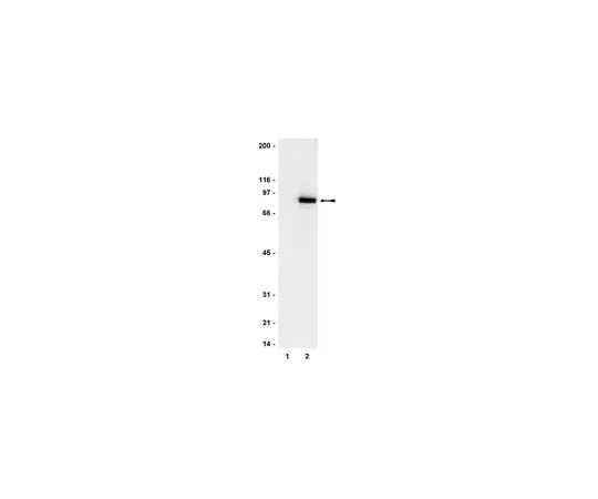 62-8371-34 Anti-phospho-STAT3 (Tyr705), clone 9E12; 100 μg 05-485