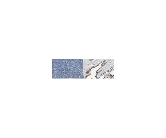62-8382-82 Anti-IL-22RA-1 Antibody 06-1077-I