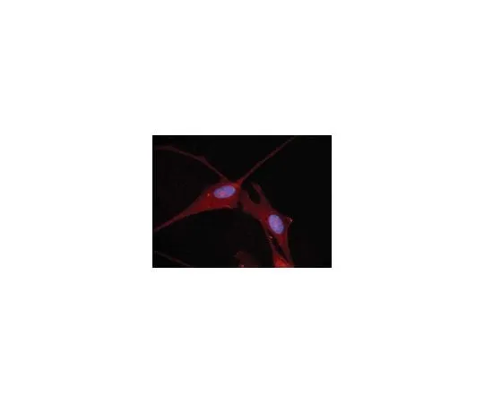62-8451-31 Anti-Nkx-5.1; 100 μg AB5744