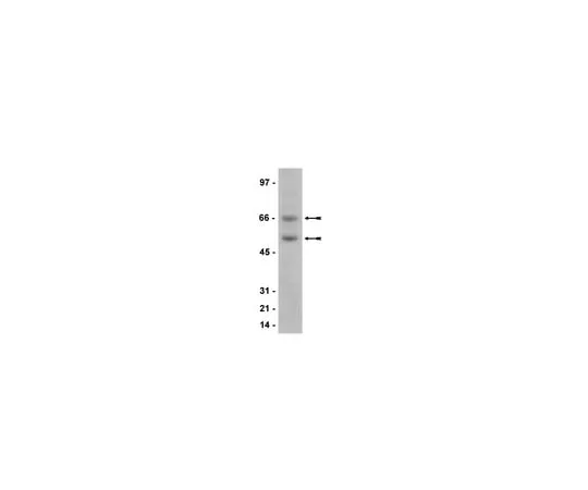 62-8372-90 Anti-Meis 1/2/3, clone 9.2.7; 100 μL 05-779