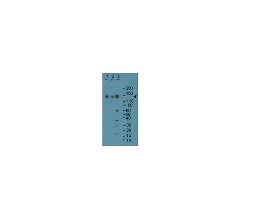 62-8382-28 SynGAP; 100 μg 06-900