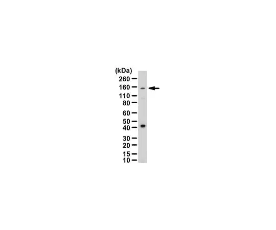 62-8388-63 Anti-PLEKHG4B Antibody Cat. No. 07-2143 7-43