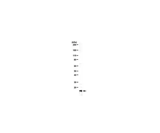 62-8464-06 Anti-MafK/Nfe2u Antibody ABE1928