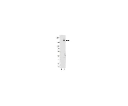 62-8368-89 Anti-phospho-KDR/Flk-1/VEGFR2 (Tyr1054), clone D1W; 100 μL 04-894