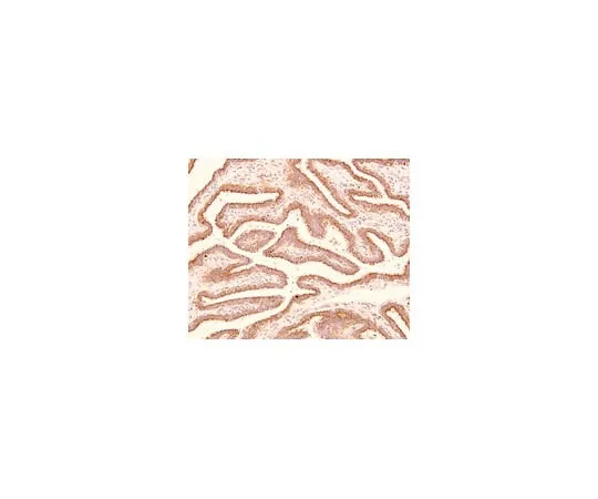 62-8373-84 Anti-Trophinin, clone 3-11; 100 μL 05-946