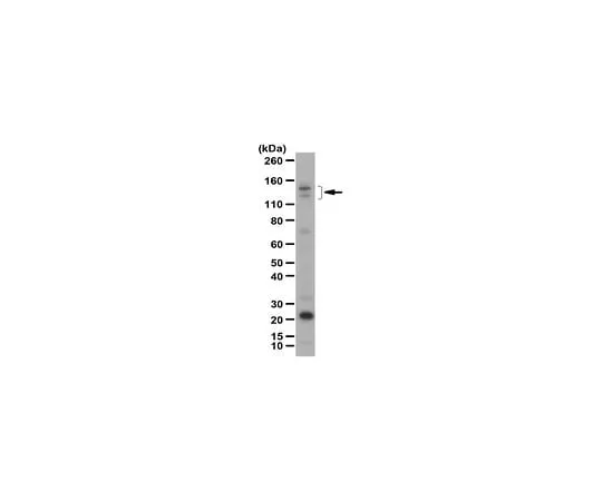 62-8456-90 Anti-Ambra1 ABC131
