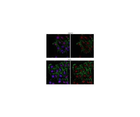 62-8460-15 Anti-NELF-E; 100 μg ABE48