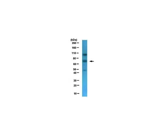 62-8460-27 Anti-NXF1; 100 μL ABE81