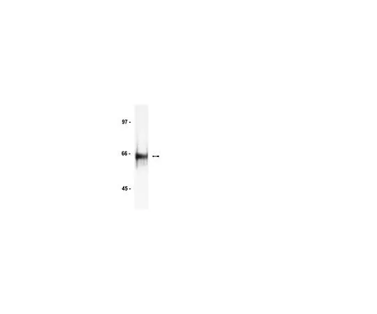 62-8381-96 Anti-HDAC1; 200 μg 06-720