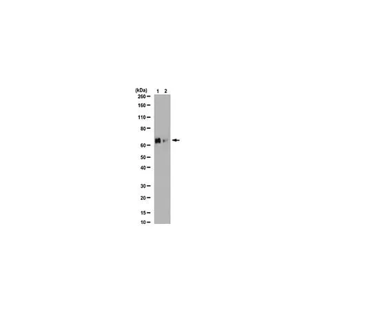 62-8387-42 Anti-phospho-PLK1 (Ser137); 100 μg 07-1348