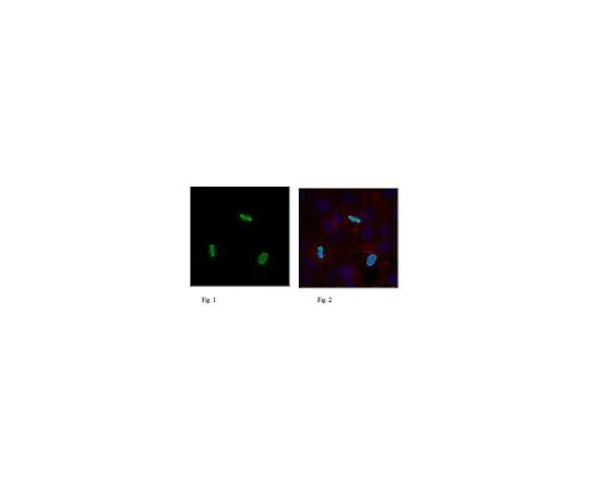 62-8460-72 Anti-phospho Histone H3 (Ser57) Antibody, Trial Size ABE219-S
