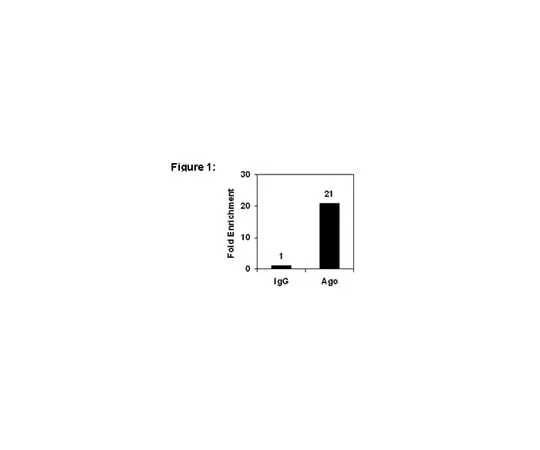 62-8367-72 RIPAb+(TM) pan Ago; 10 assays 03-248