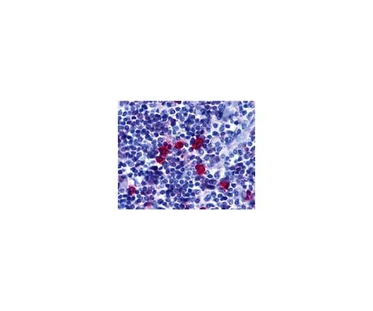 62-8457-74 Anti-BAFF receptor ABC337