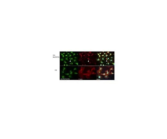 62-8389-55 Anti-TKS5 (SH3 #4);100 μg 09-268