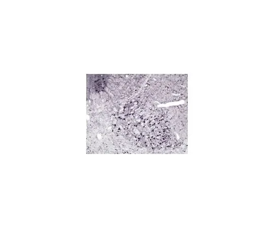 62-8445-58 Anti-Nitric Oxide Synthase I; 100 μg AB1632