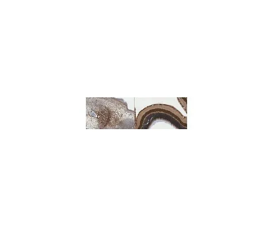 62-8467-08 Anti-RalDH2 (ALDH1A2) ABN420