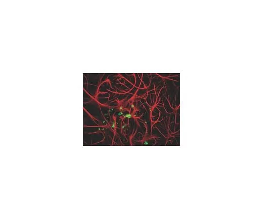 62-8452-96 Anti-Myelin Basic Protein; 500 μL AB9348