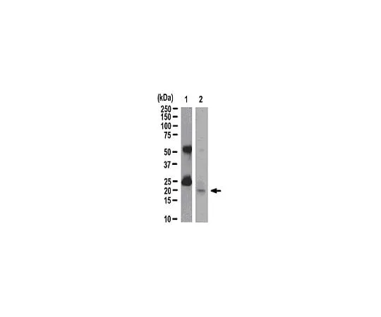 62-8392-81 Anti-Rac1, clone 23A8, Magnetic bead Conjugate; 400 μL 16-319