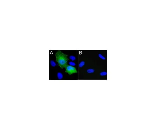 62-8392-43 Anti-Myc Tag, clone 4A6, Alexa Fluor(R) 488 conjugate; 100 μg 16-224