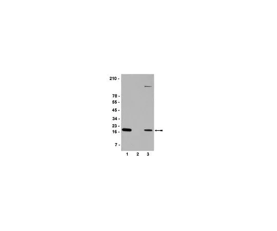 62-8385-98 Anti-Histone H2A.X; 200 μL 07-627