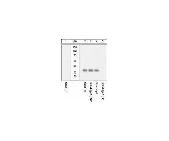62-8448-16 anti-BCL-XL (pS62); 100 μL AB3573