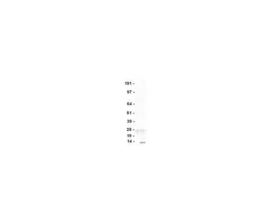 62-8392-70 Anti-acetyl Lysine, clone 4G12, agarose conjugate; 100 μg 16-272