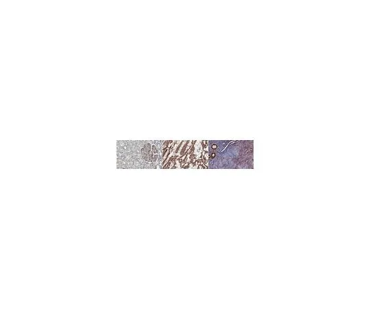 62-8448-43 Anti-Adiponectin Antibody AB3784P-I