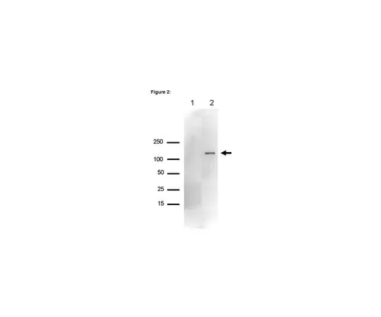 62-8367-56 RIPAb+(TM) Upf1; 10 assays 03-191