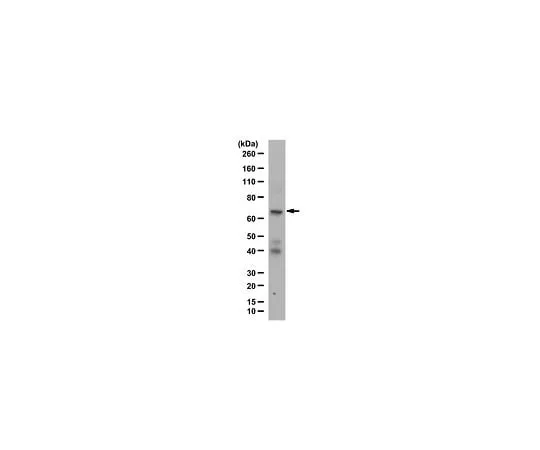 62-8465-19 Anti-SLP76 Antibody ABF1215