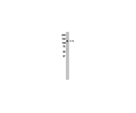 62-8368-30 Anti-Sterol Regulatory Element Binding Protein 1 (SREBP1), clone 2121; 100 μL 04-469
