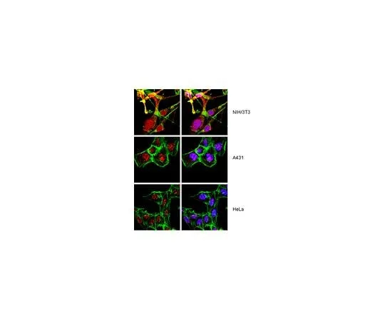 62-8388-22 Anti-XRCC2; 100 μL 07-1614